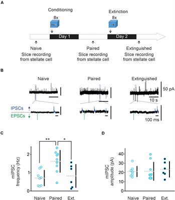 GluN2D NMDA Receptors Gate Fear Extinction Learning and Interneuron Plasticity